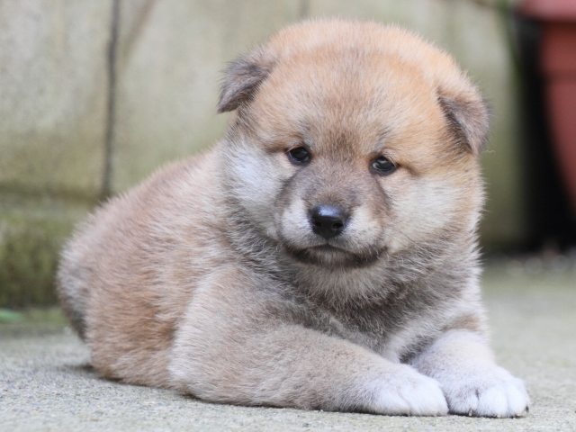 IMG_0109-shiba-puppy IMG_0109-shiba-puppy