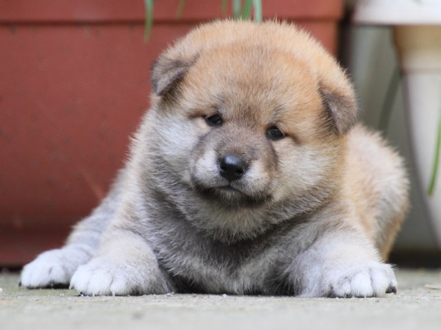 IMG_0124-shiba-puppy IMG_0124-shiba-puppy