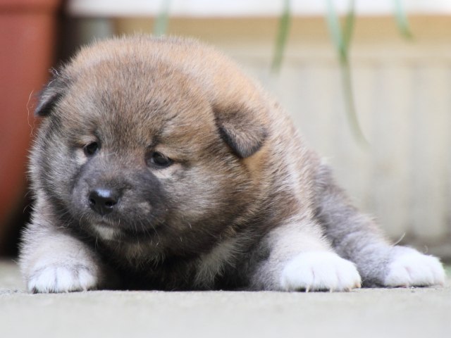 IMG_0134-shiba-puppy IMG_0134-shiba-puppy