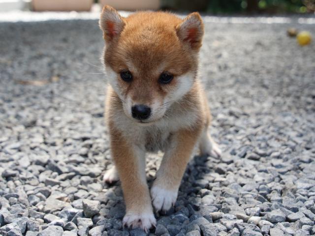 IMG_0137-shiba-puppy