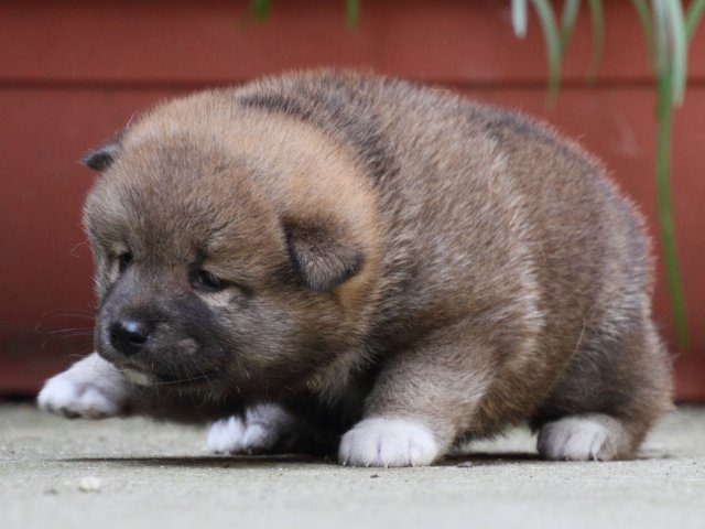 IMG_0143-shiba-puppy IMG_0143-shiba-puppy