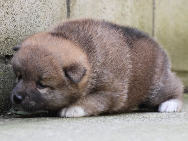 IMG_0145-shiba-puppy IMG_0145-shiba-puppy