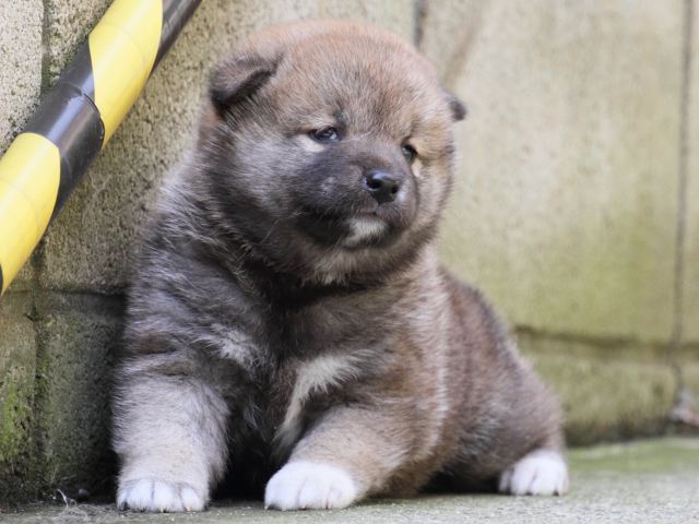 IMG_0151-shiba-puppy IMG_0151-shiba-puppy
