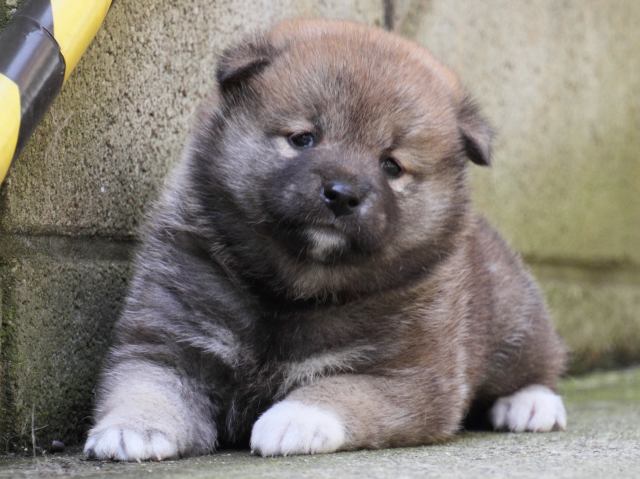 IMG_0154-shiba-puppy IMG_0154-shiba-puppy