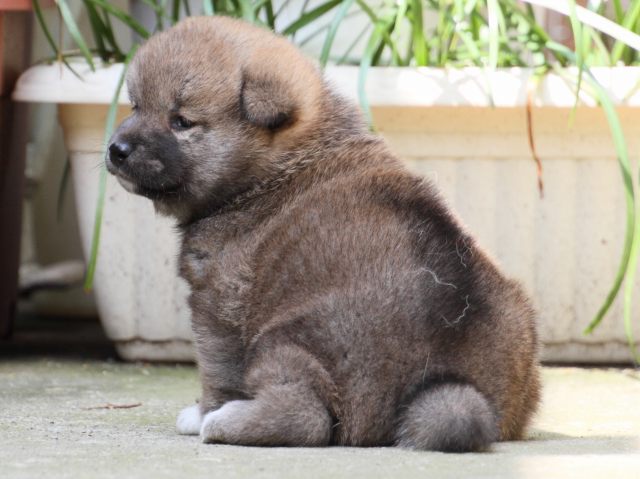 IMG_0173-shiba-puppy IMG_0173-shiba-puppy