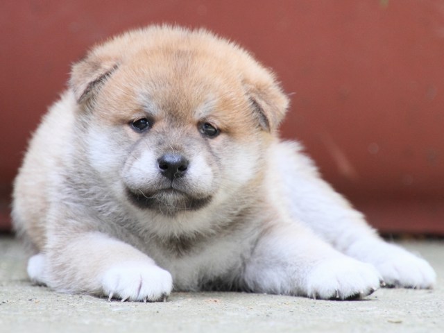 IMG_0184-shiba-puppy IMG_0184-shiba-puppy
