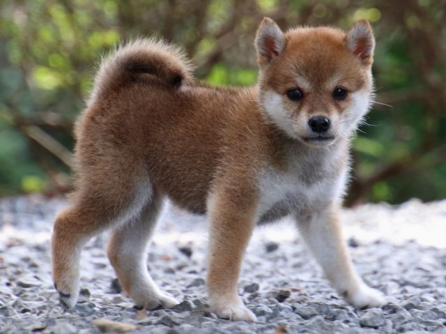 IMG_0189-shiba-puppy