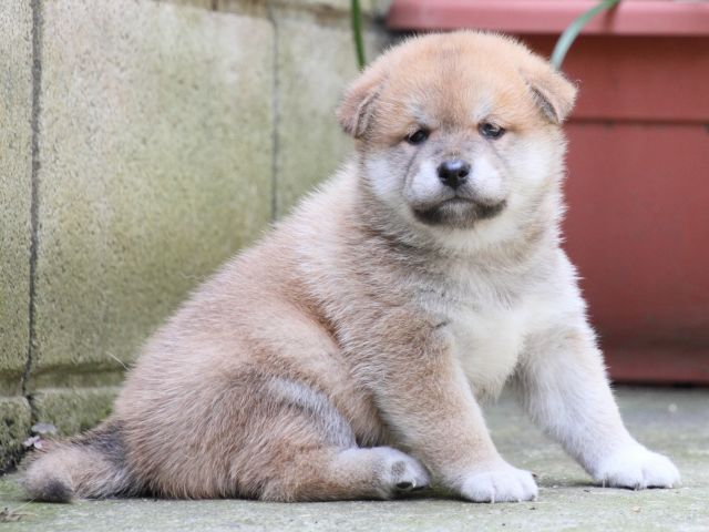 IMG_0195-shiba-puppy IMG_0195-shiba-puppy