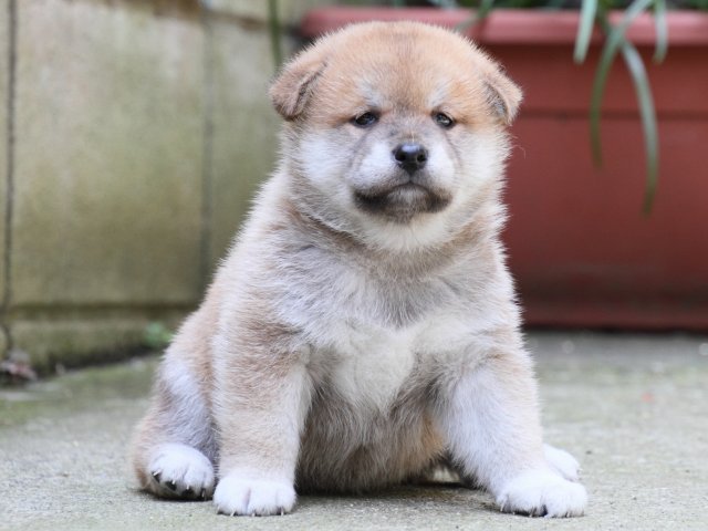 IMG_0223-shiba-puppy IMG_0223-shiba-puppy