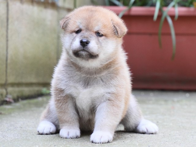 IMG_0228-shiba-puppy IMG_0228-shiba-puppy