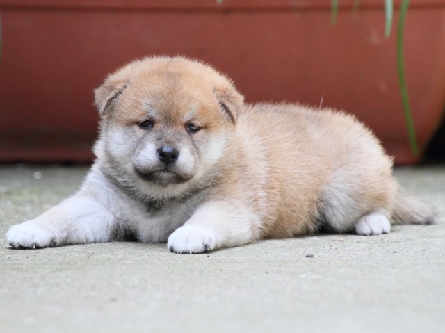 IMG_0247-shiba-puppy IMG_0247-shiba-puppy