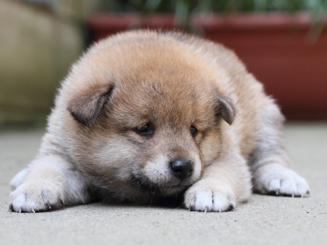 IMG_0256-shiba-puppy IMG_0256-shiba-puppy