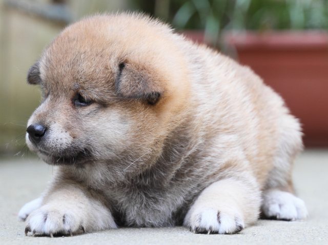 IMG_0267-shiba-puppy IMG_0267-shiba-puppy