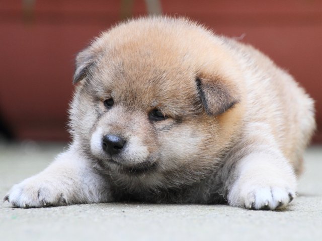 IMG_0271-shiba-puppy IMG_0271-shiba-puppy