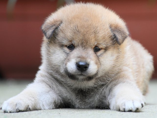 IMG_0279-shiba-puppy IMG_0279-shiba-puppy