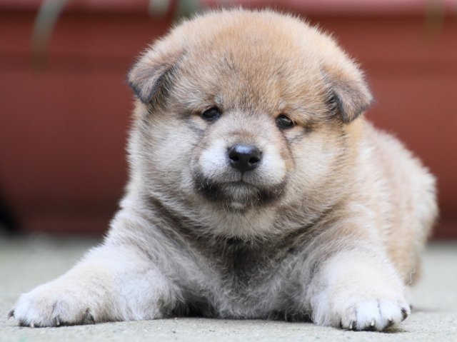 IMG_0281-shiba-puppy IMG_0281-shiba-puppy