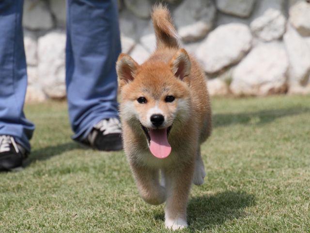 IMG_0471-shiba-puppy IMG_0471-shiba-puppy