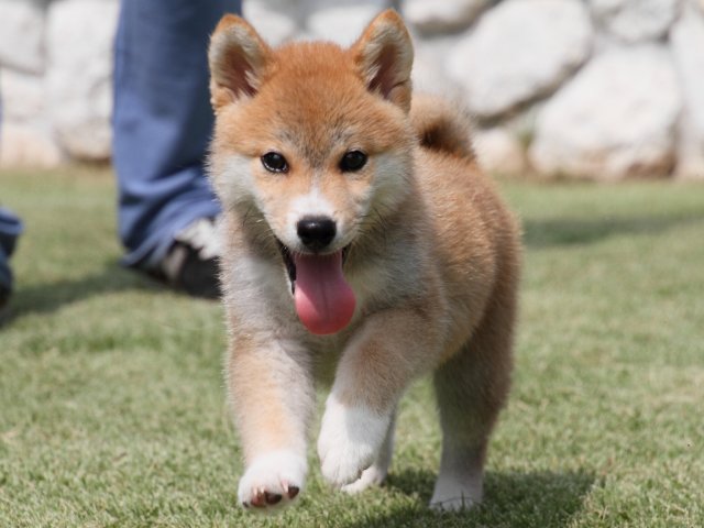 IMG_0472-shiba-puppy IMG_0472-shiba-puppy