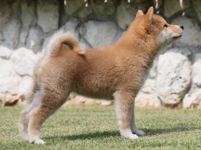 IMG_0534-shiba-puppy IMG_0534-shiba-puppy