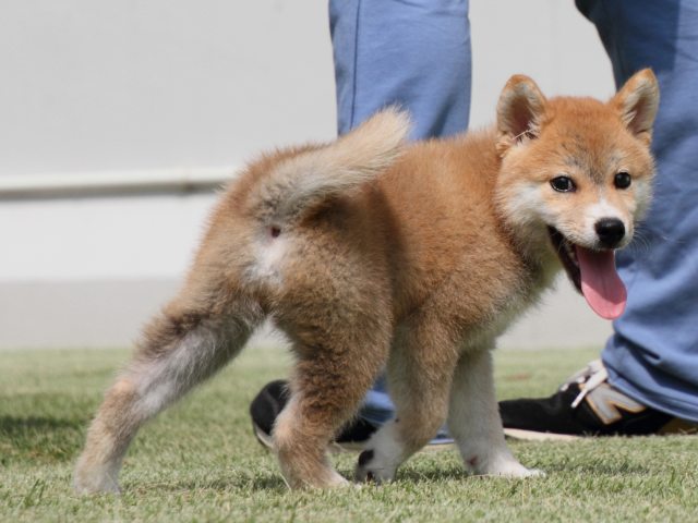 IMG_0540-shiba-puppy IMG_0540-shiba-puppy