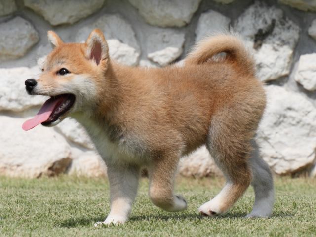 IMG_0546-shiba-puppy IMG_0546-shiba-puppy