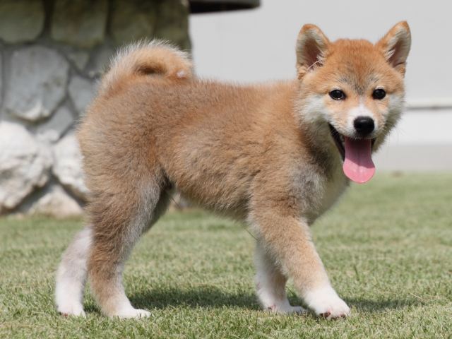 IMG_0549-shiba-puppy IMG_0549-shiba-puppy