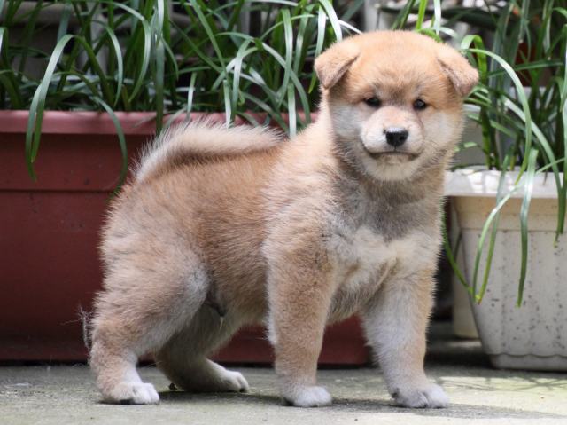 IMG_0639-shiba-puppy IMG_0639-shiba-puppy