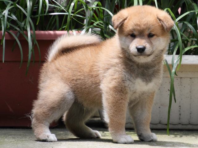 IMG_0640-shiba-puppy IMG_0640-shiba-puppy