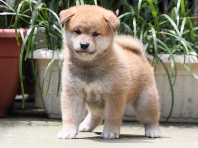 IMG_0646-shiba-puppy IMG_0646-shiba-puppy