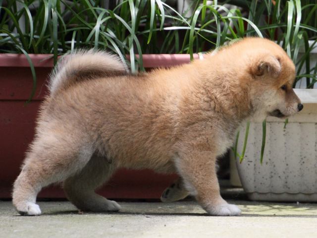IMG_0691-shiba-puppy IMG_0691-shiba-puppy