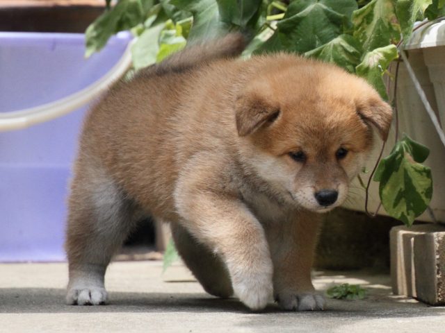 IMG_0697-shiba-puppy IMG_0697-shiba-puppy
