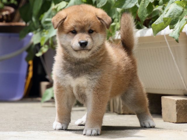 IMG_0707-shiba-puppy IMG_0707-shiba-puppy