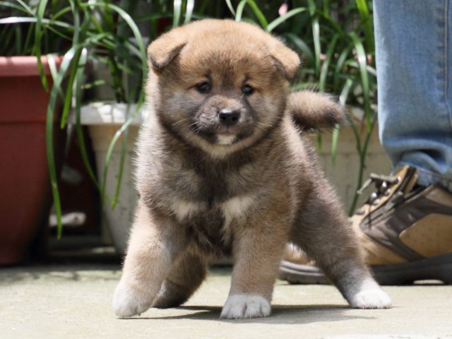 IMG_0726-shiba-puppy IMG_0726-shiba-puppy