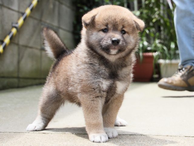 IMG_0750-shiba-puppy IMG_0750-shiba-puppy