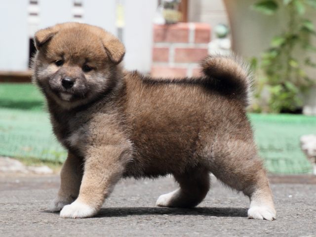 IMG_0772-shiba-puppy IMG_0772-shiba-puppy