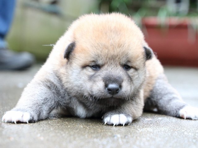 IMG_7796-shiba-puppy IMG_7796-shiba-puppy