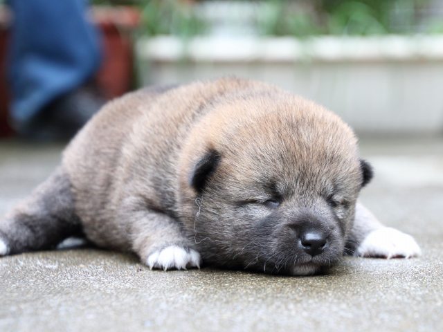 IMG_7821-shiba-puppy IMG_7821-shiba-puppy