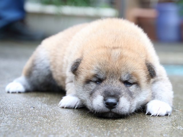 IMG_7837-shiba-puppy IMG_7837-shiba-puppy