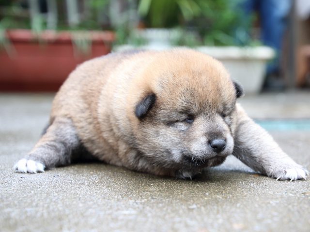 IMG_7872-shiba-puppy IMG_7872-shiba-puppy