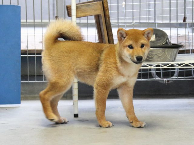 IMG_8088-shiba-puppy IMG_8088-shiba-puppy