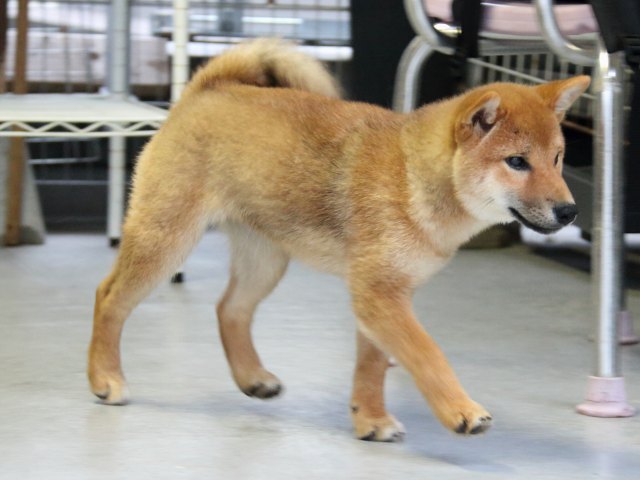 IMG_8092-shiba-puppy IMG_8092-shiba-puppy