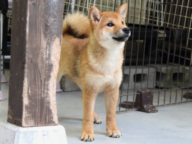 IMG_8096-shiba-puppy IMG_8096-shiba-puppy