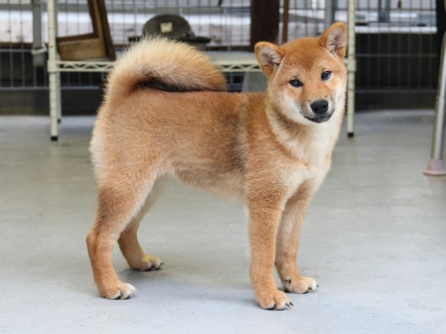 IMG_8104-shiba-puppy IMG_8104-shiba-puppy