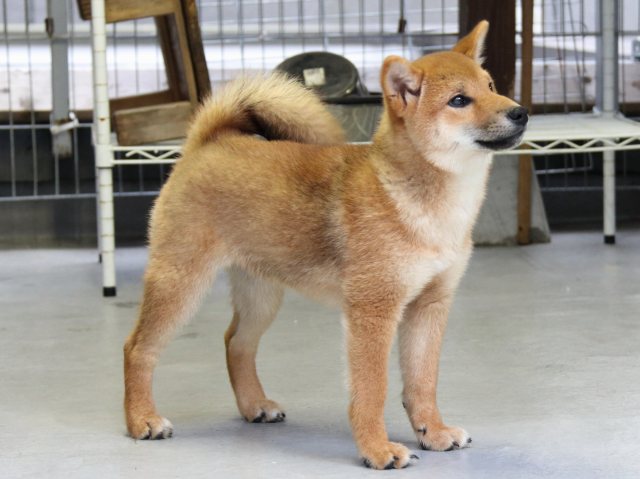 IMG_8109-shiba-puppy IMG_8109-shiba-puppy