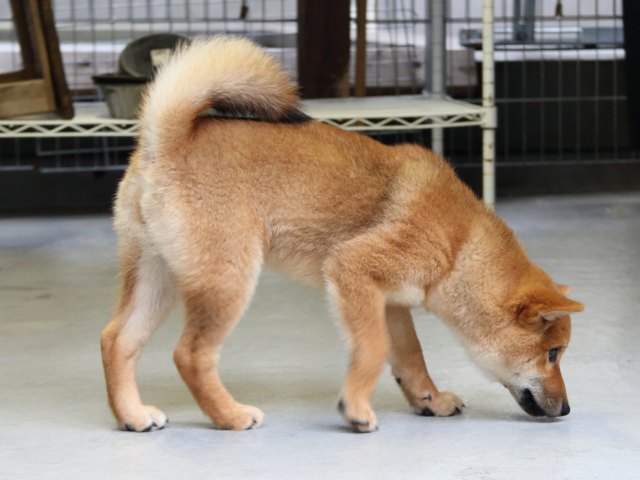 IMG_8117-shiba-puppy IMG_8117-shiba-puppy