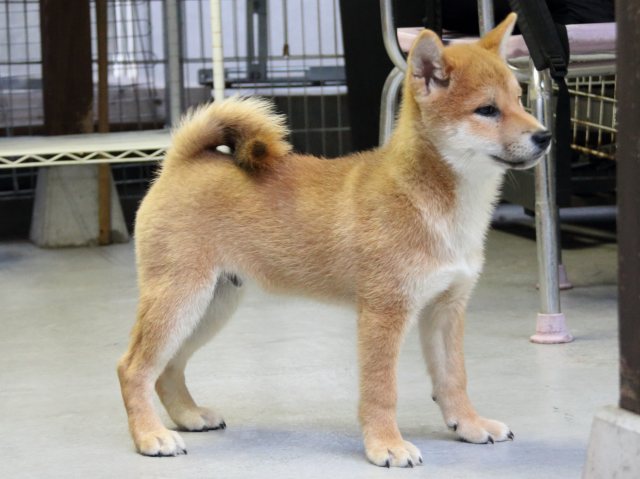 IMG_8155-shiba-puppy IMG_8155-shiba-puppy