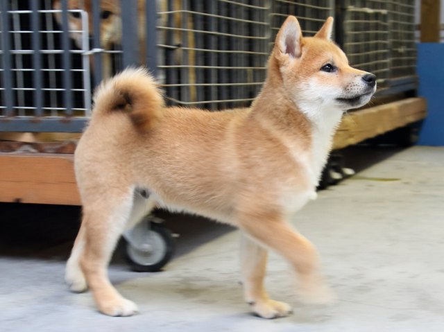 IMG_8158-shiba-puppy IMG_8158-shiba-puppy