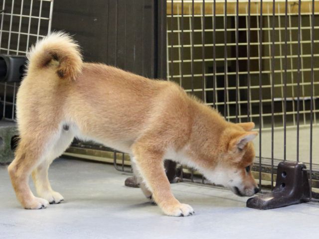 IMG_8191-shiba-puppy IMG_8191-shiba-puppy