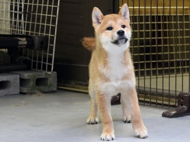 IMG_8194-shiba-puppy IMG_8194-shiba-puppy