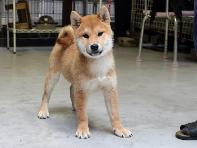 IMG_8203-shiba-puppy IMG_8203-shiba-puppy